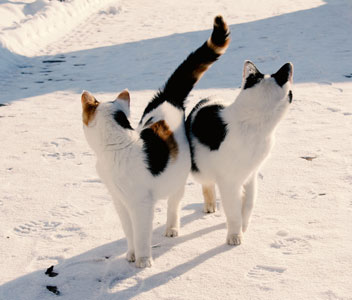 Tiere